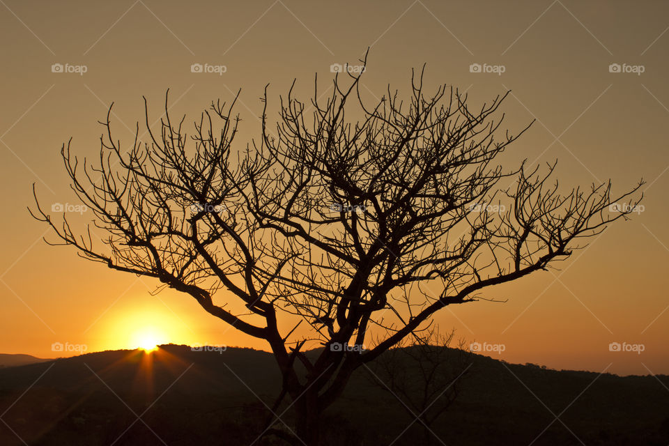 dry tree with no leafs in the sun