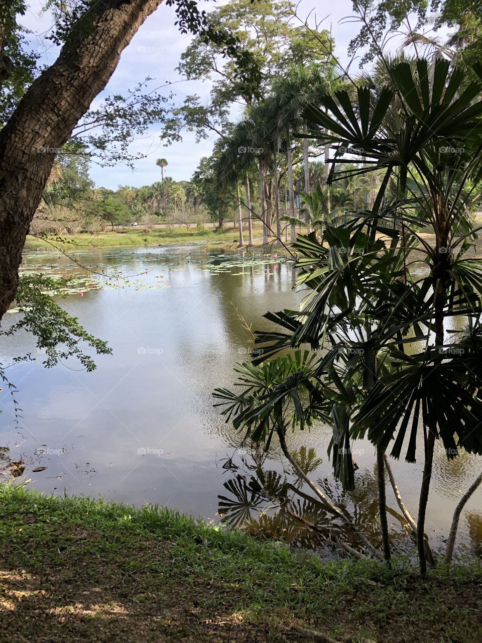 the stories of the Pukae Botanical Garden.