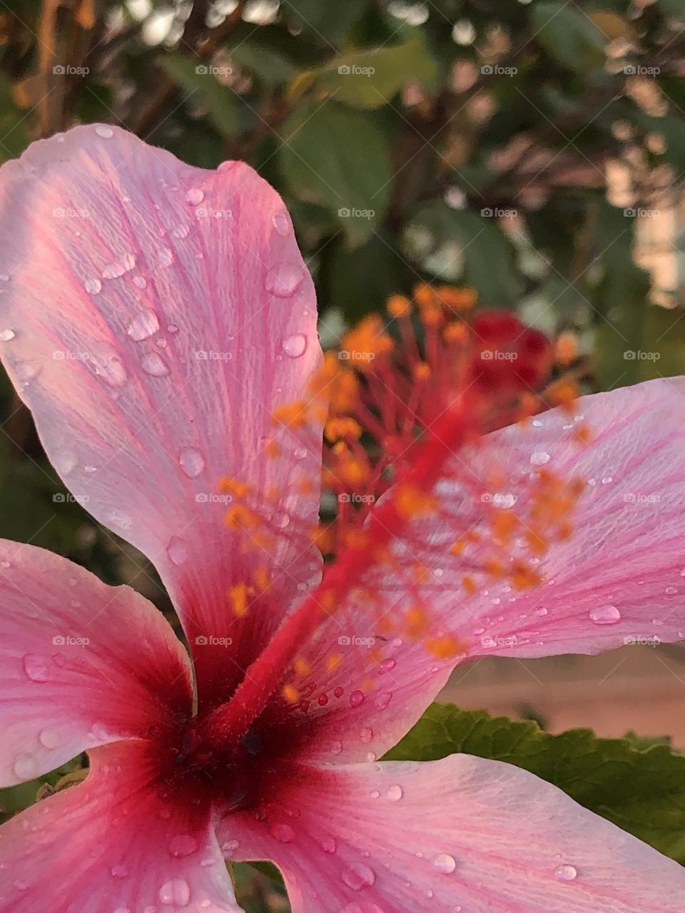 Beautiful red flower with droplets 