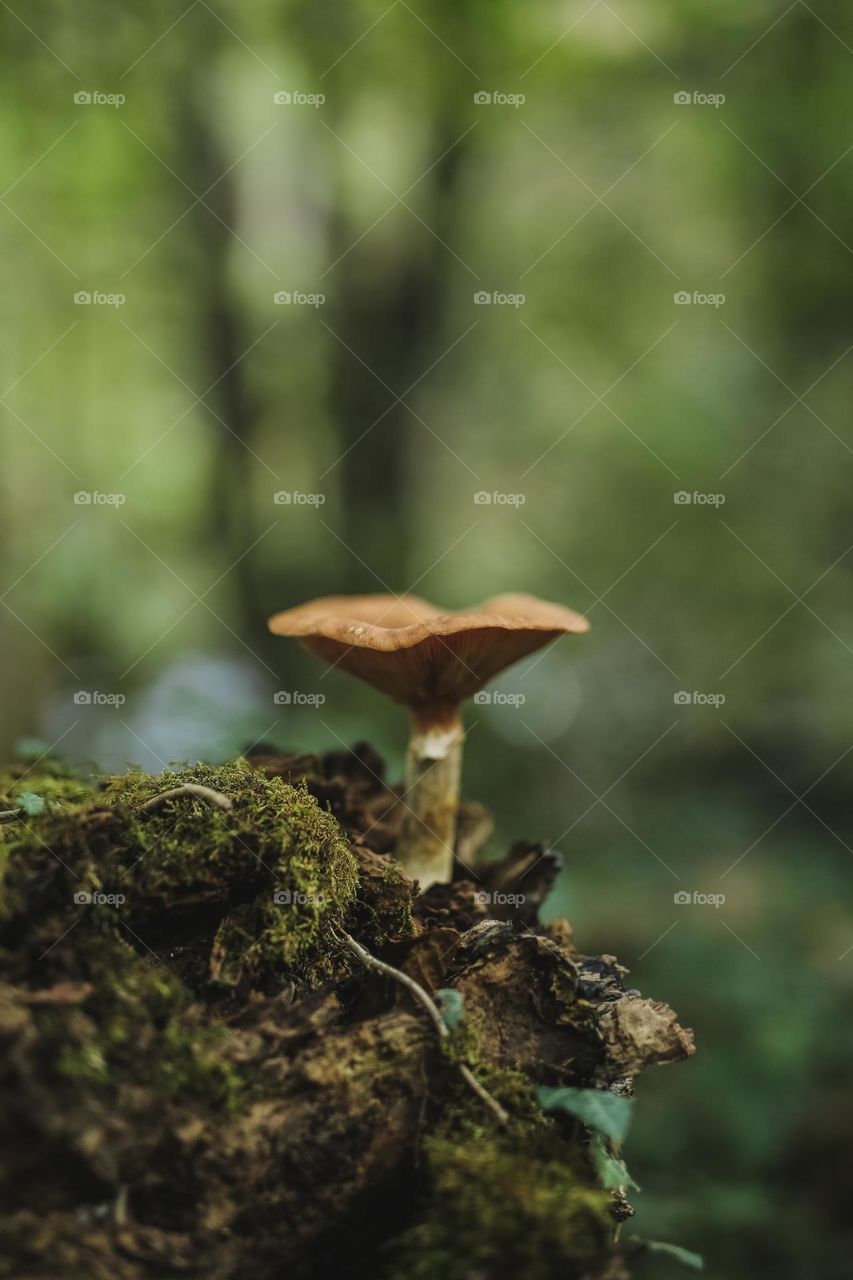 mystical, beautiful, colorful, edible and poisonous mushrooms growing. in the forest, located near the river, hidden under leaves and in the bark of trees. beauty of nature