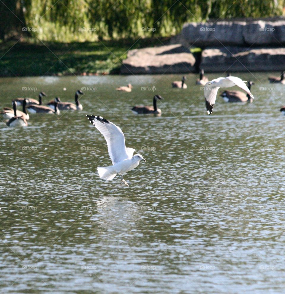 Gulls in flight 