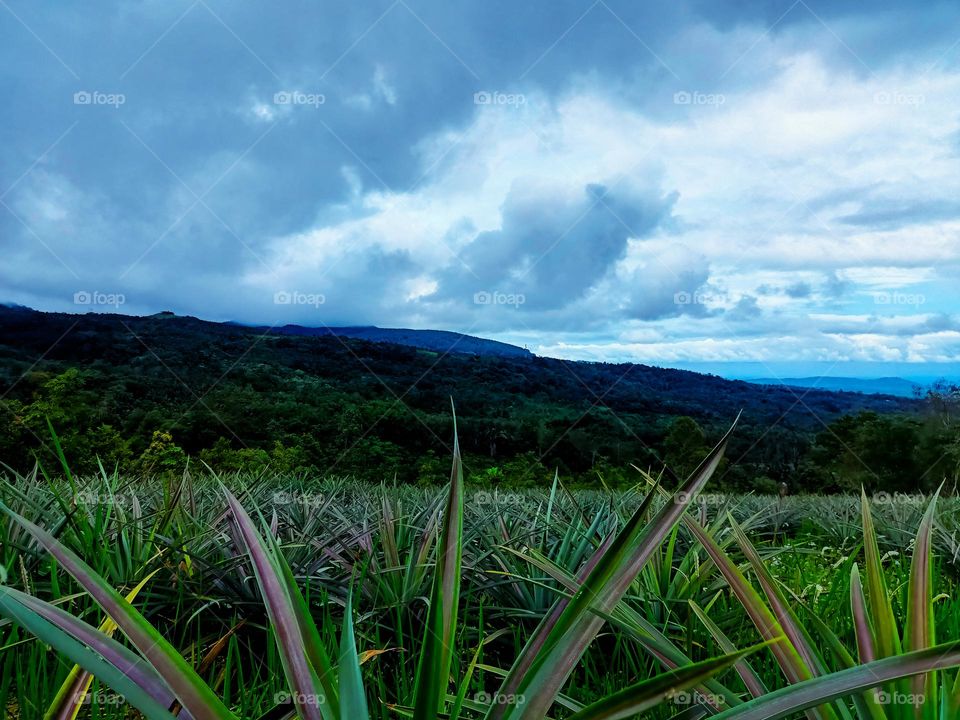 Pineapple tropical fruit growing in farm