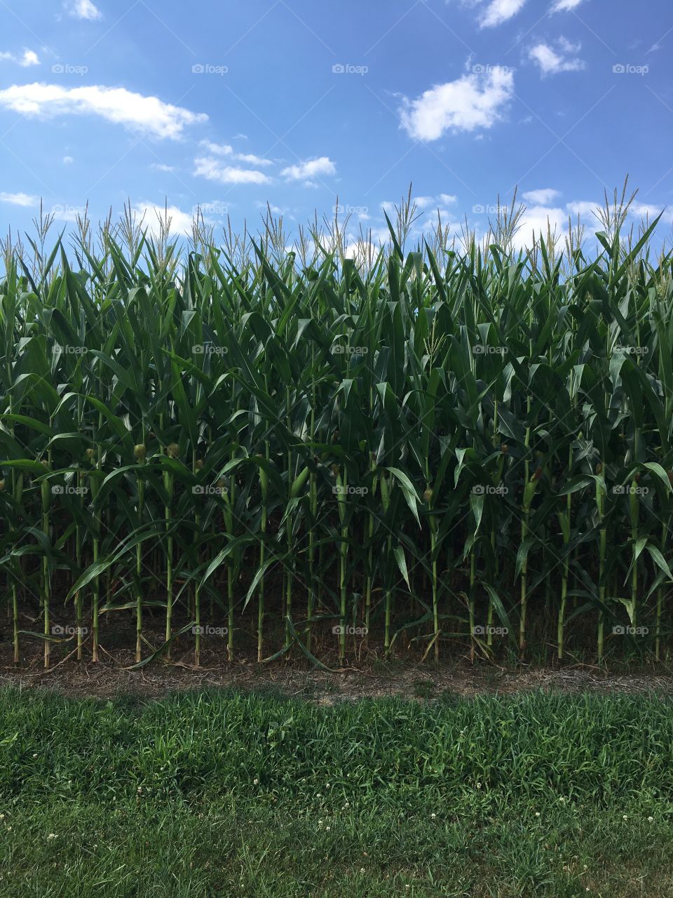 The cornfield 