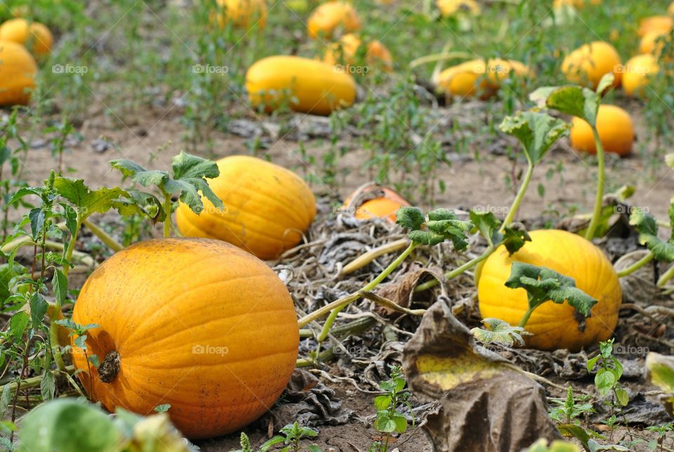 Pumpkins on the field