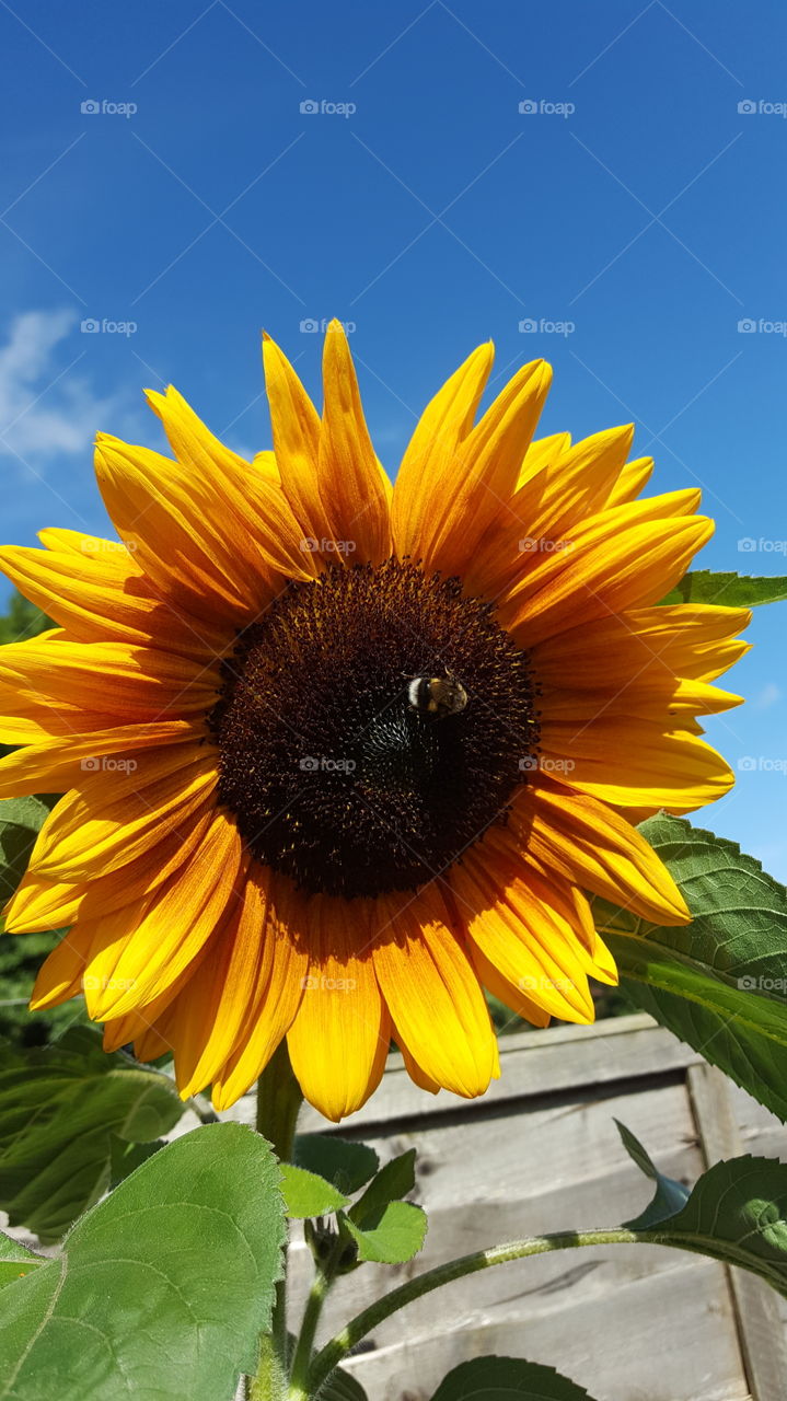 sunflower