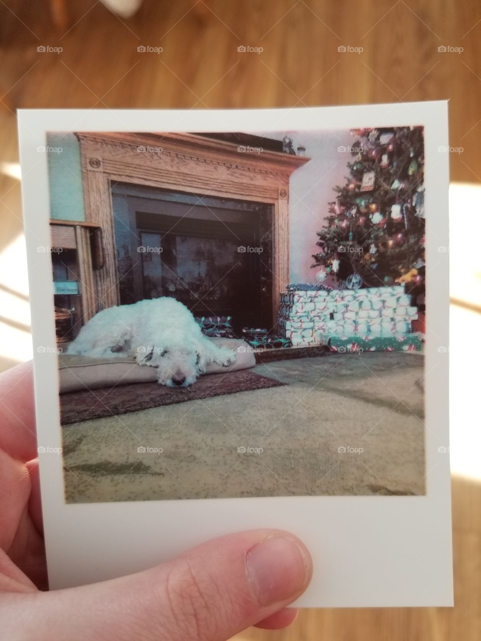 a festive pup