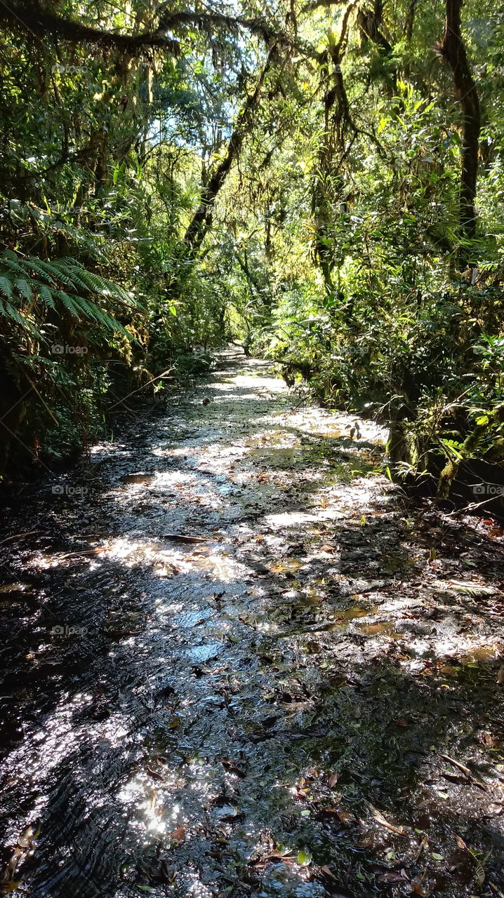 LEITO RIO ROCHA FLORESTA