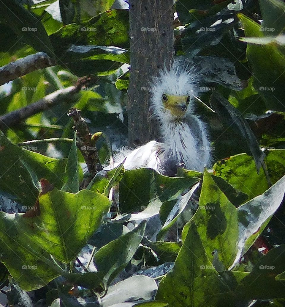 Snowy egret chick in nest