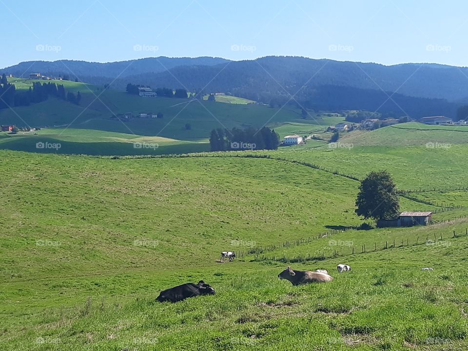 cattle at mountains on green fields