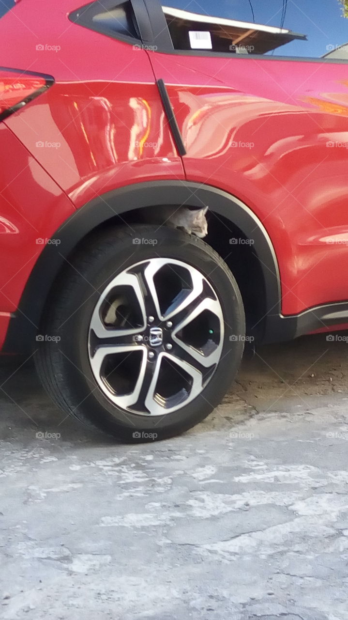 cat on the tire