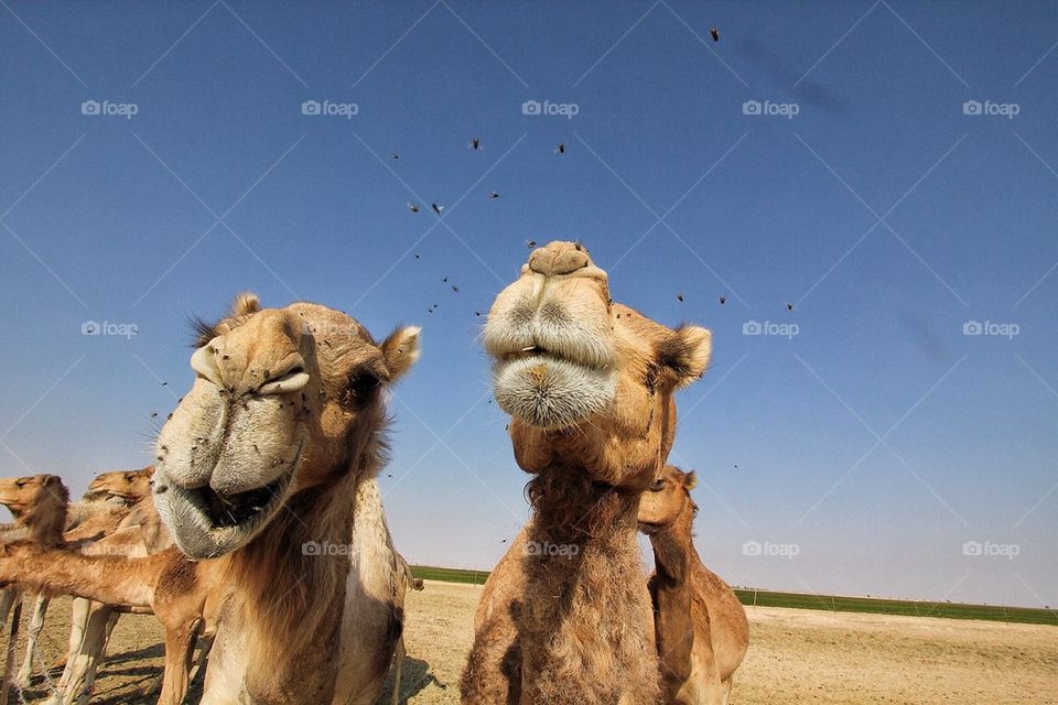 Camels and flys