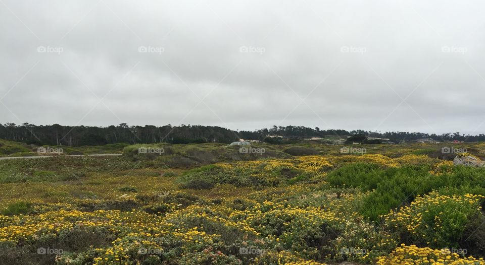 Pebble Beach, 17-Mile Drive 
Monterey and Carmel, California