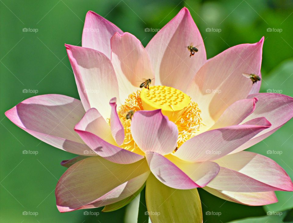 lotus flower patch growing in a duck pond at a park in Sacramento California