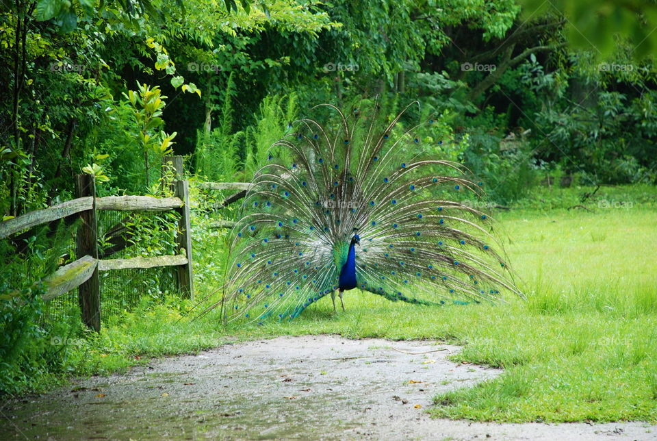 Peacock on Property