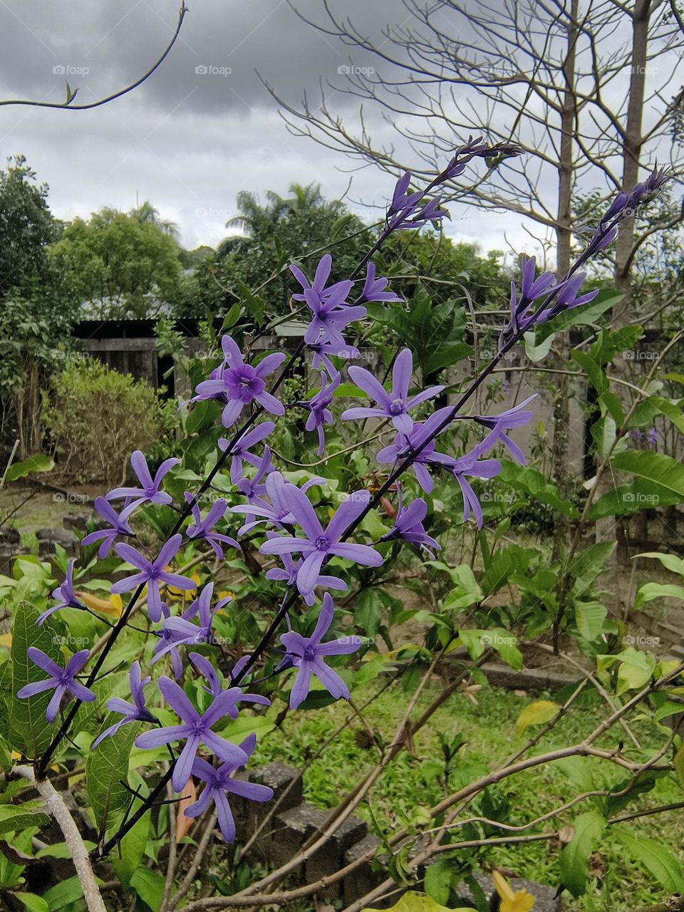 Desmodium caudatum in Beinan Township Native Applied Botanical Garden