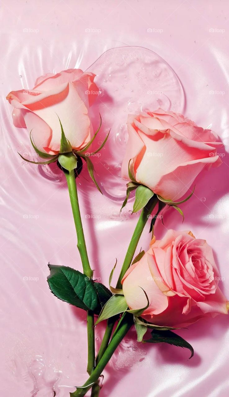 so pretty colour orange rose nice flower and also nice look so so nice and beautiful flowers