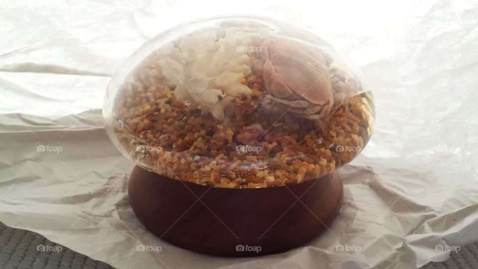 Calico Crab Embedment. Science class learning tool