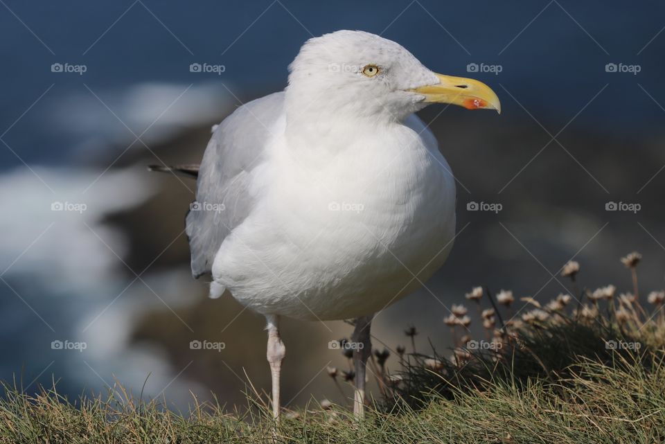Seagull 