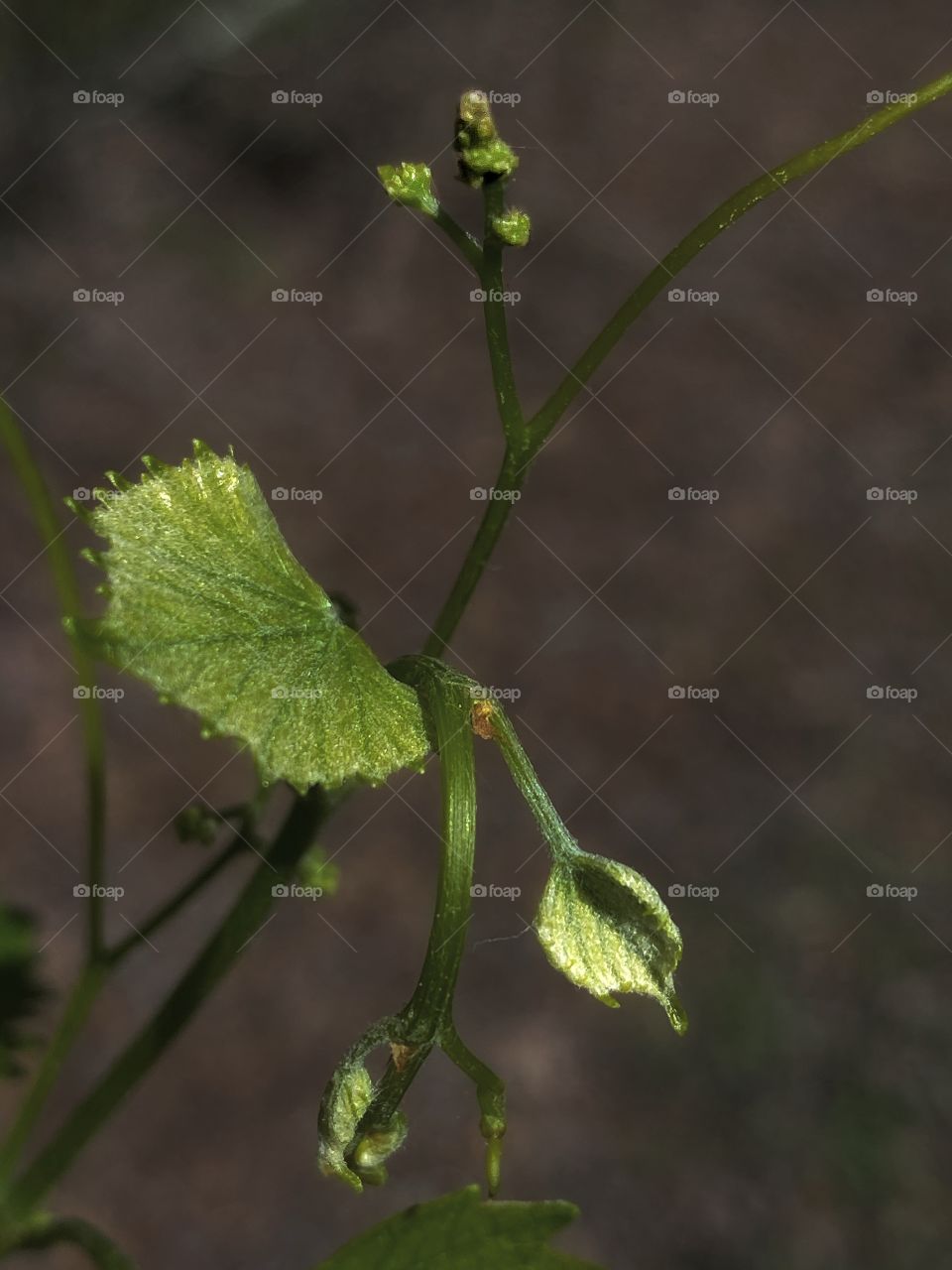 Spring Leaf 