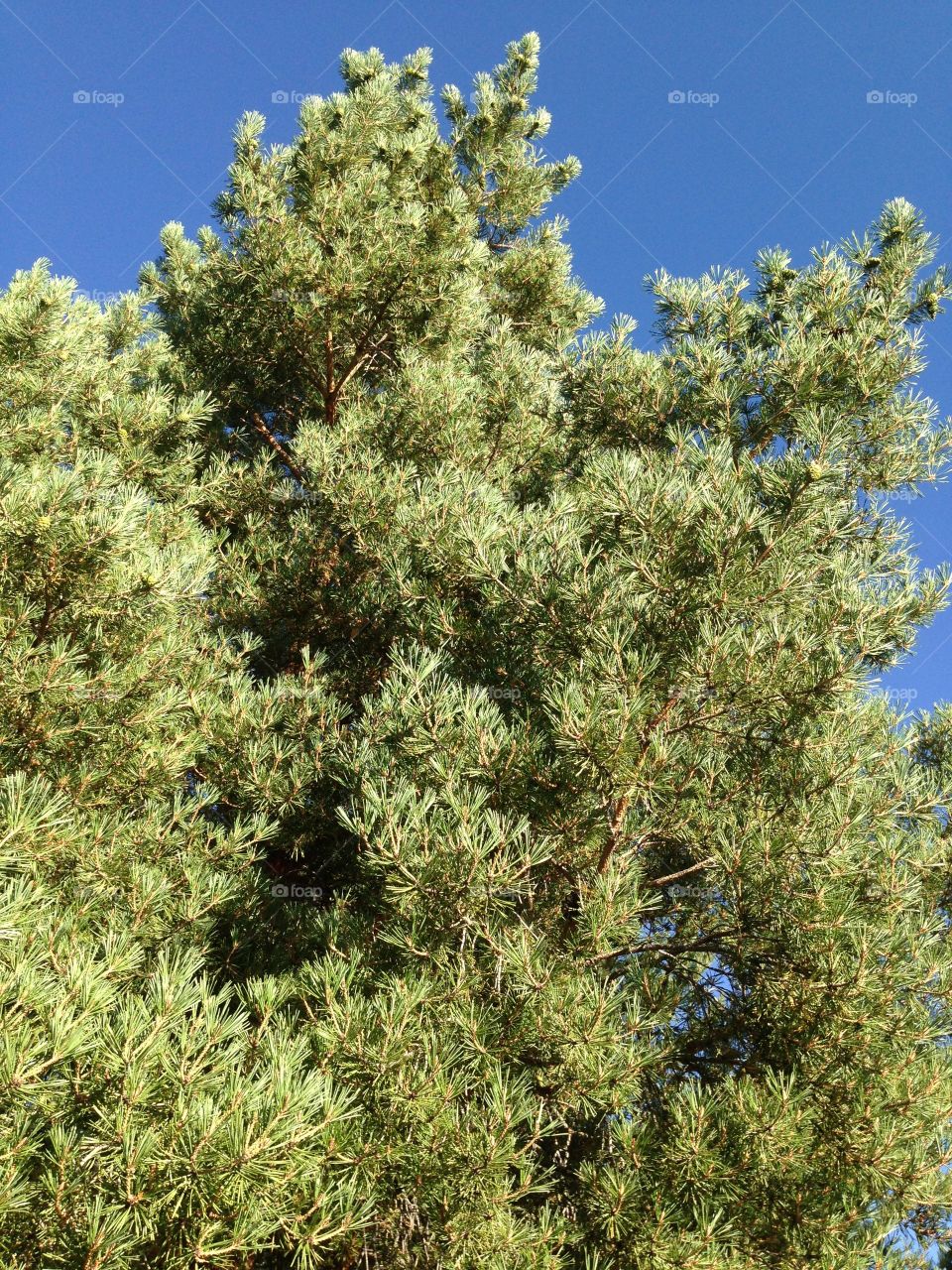 Colorado tree