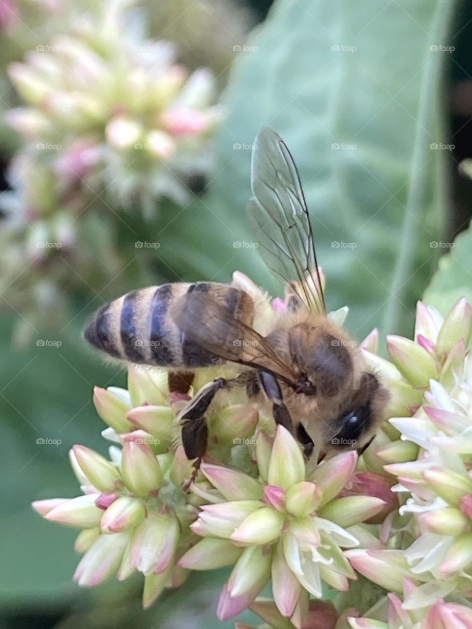 Abelha em um cacho de pequena flores esbranquiçadas. Inflorescência selvagem com abelha.