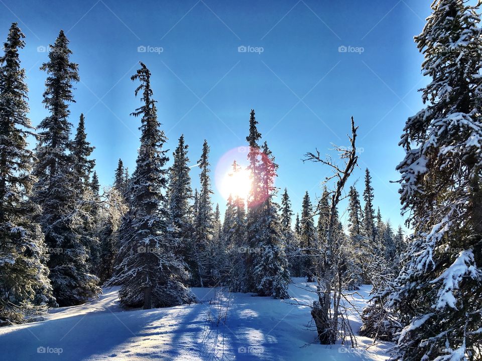 Sunshine in winter landscape 