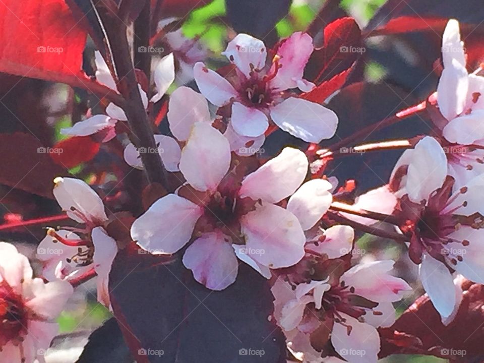 Pink flowers 