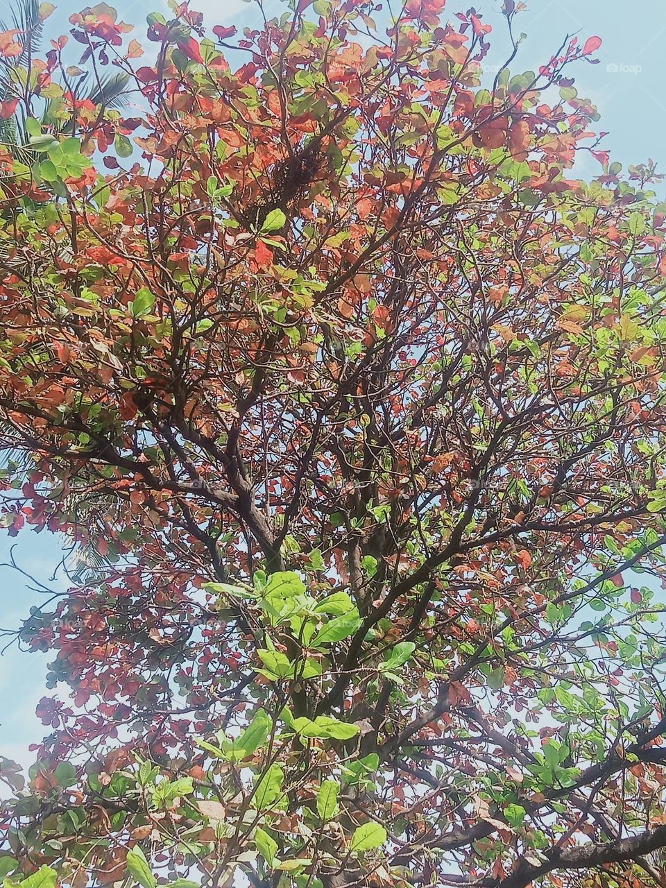 Ravarma VanguvO / Terminalia Catappa Tree / Indian Almonds / Beautiful Red Leafs / Green & Red