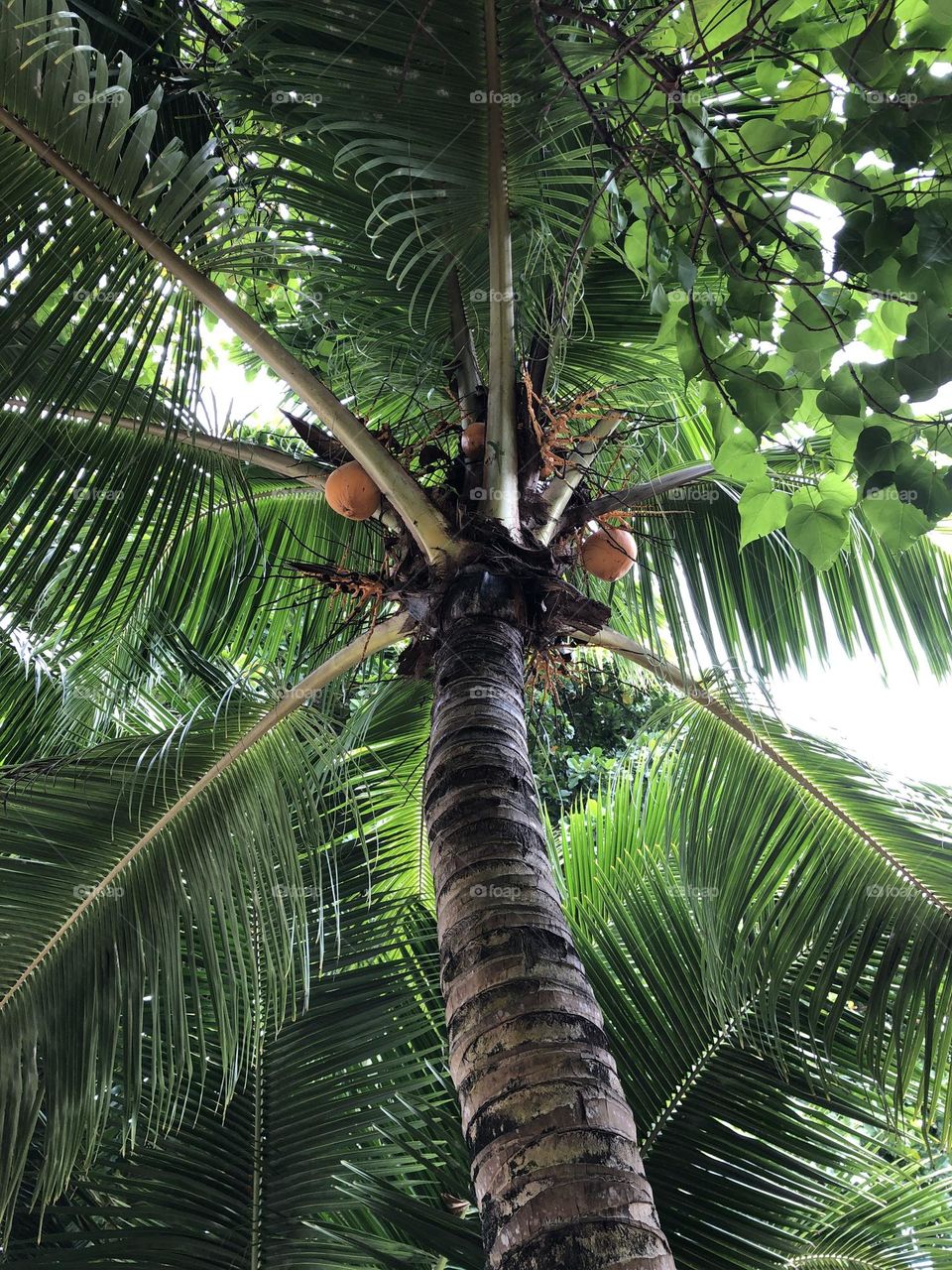 Coconut Palm Seychelles