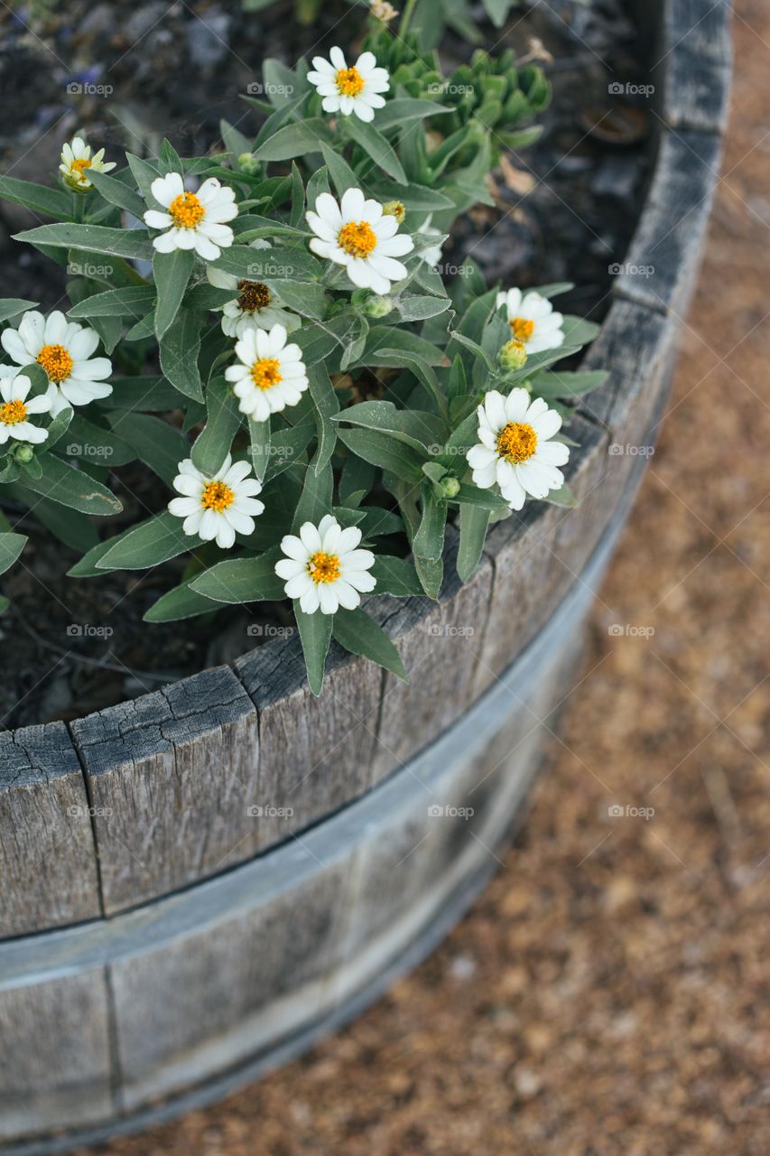 White daisies in a wooden bucket
