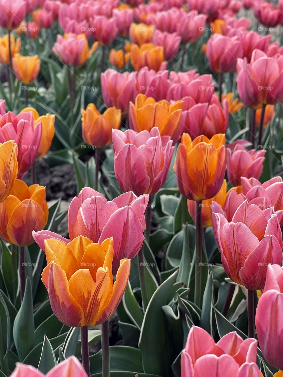 Tulips