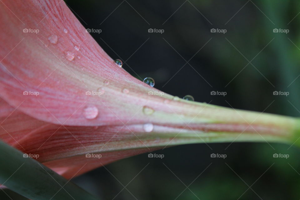 Water drops in a flower