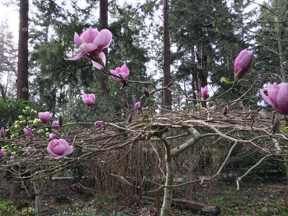 Magnolia tree in bloom