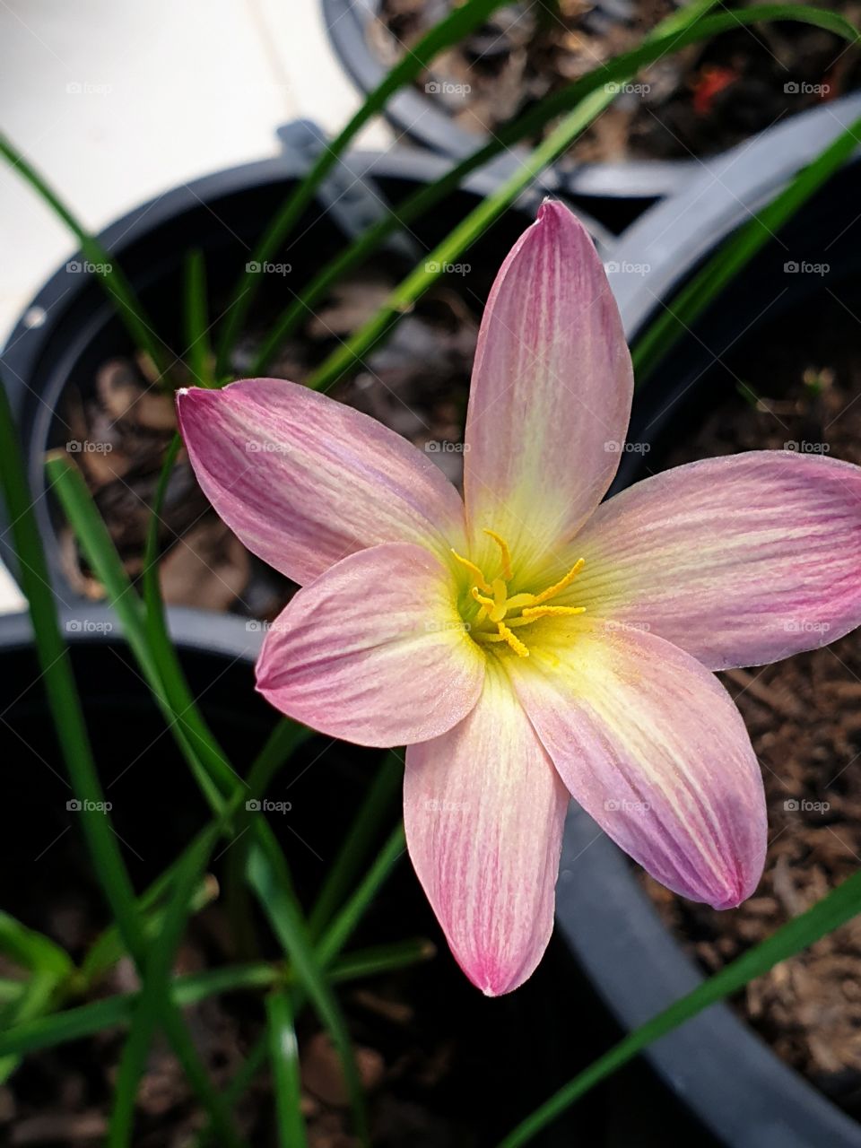 beautiful rain lilly