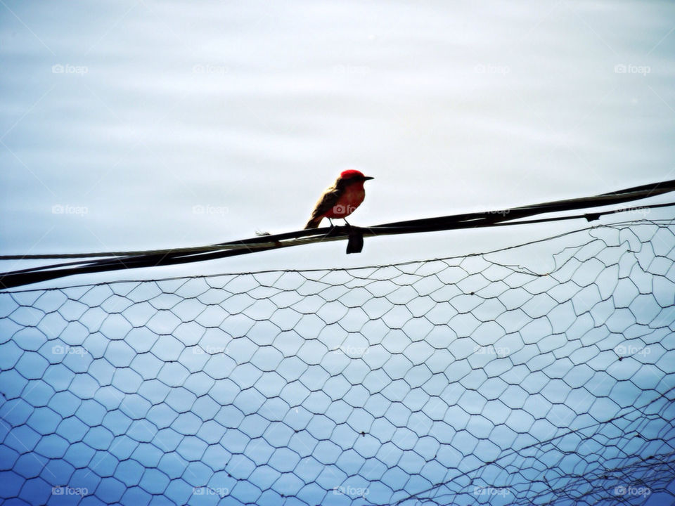 bird standing on a metal fence, with the sea in background