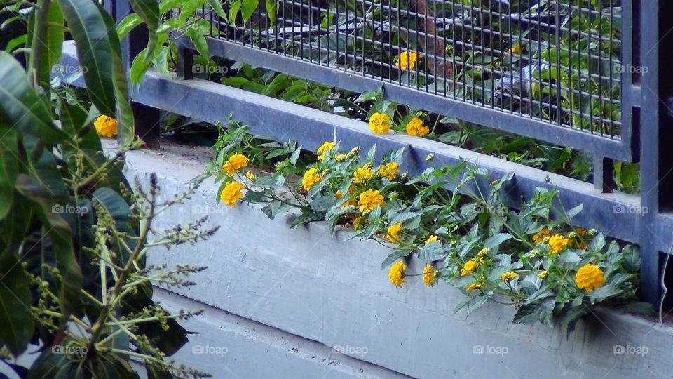 Yellow flowers in the balcony with the grey background, add beauty to a tall building.