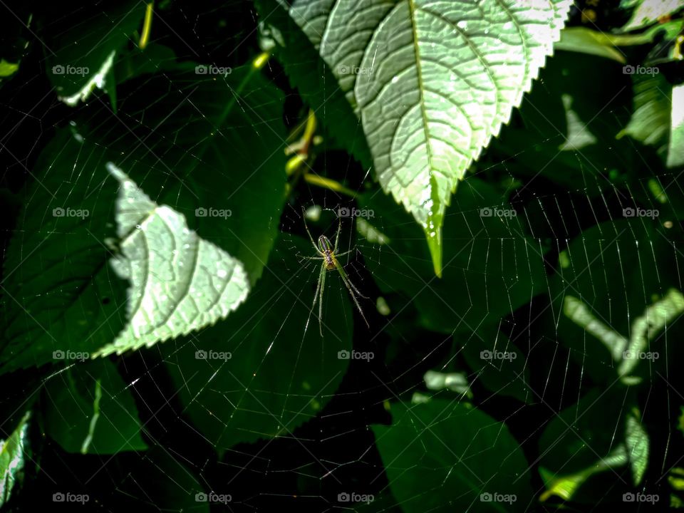 Green Spider on his web. Relaxing spider. Photo captured on afternoon time. Sparkling webs along with long spider. Shadows on the leaves. High clarity photo taken from mobile.