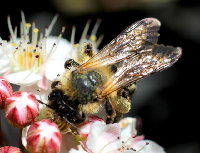 insect