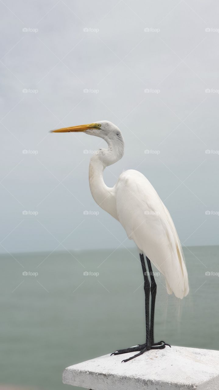 Beautiful white great Egret 