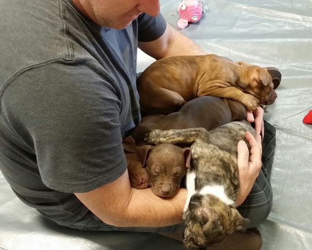 lap puppies
