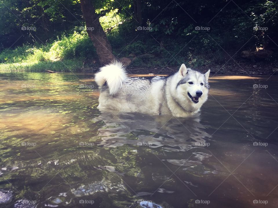 Summer pets