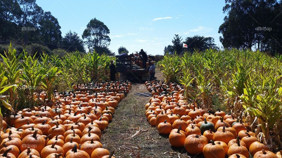 Pumpkin patch