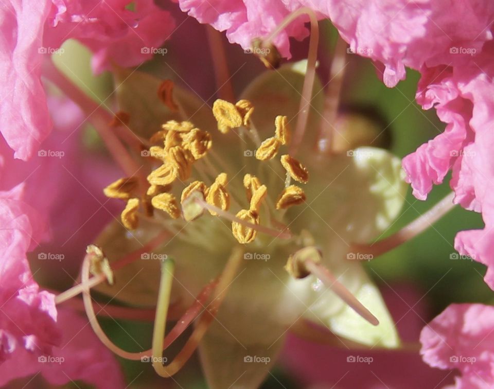 Crepe Myrtle Macro