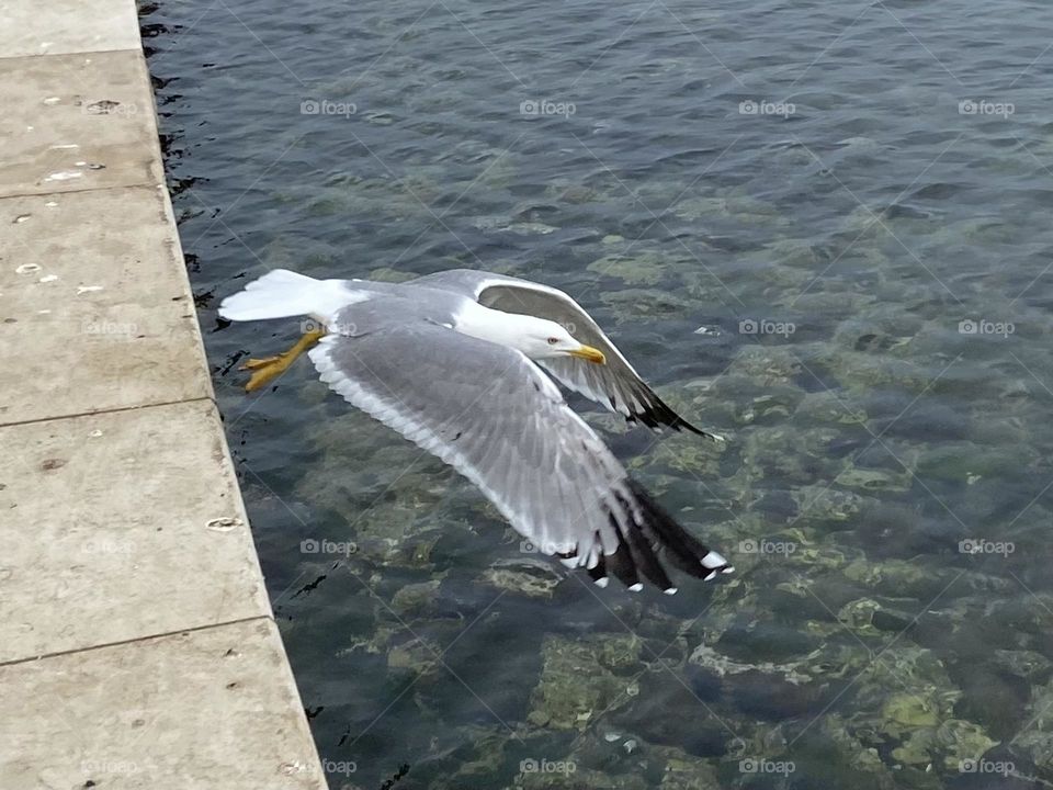 A seagull with wings spread is taking flight over the Adriatic Sea.