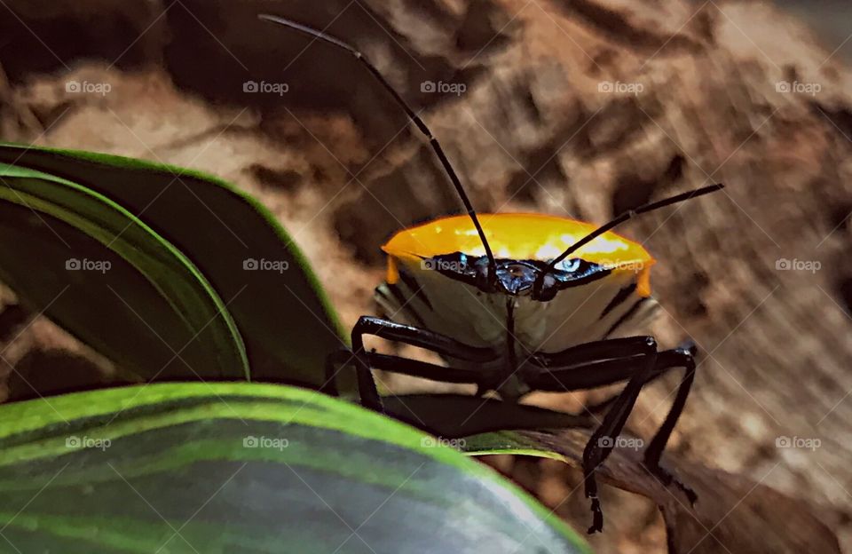 Beetle stare