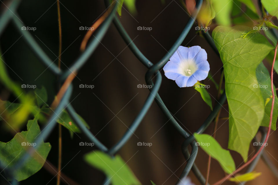 Morning glory in bloom 