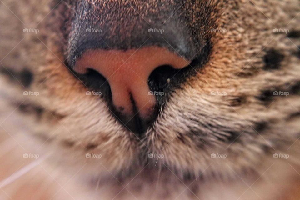Cat's muzzle