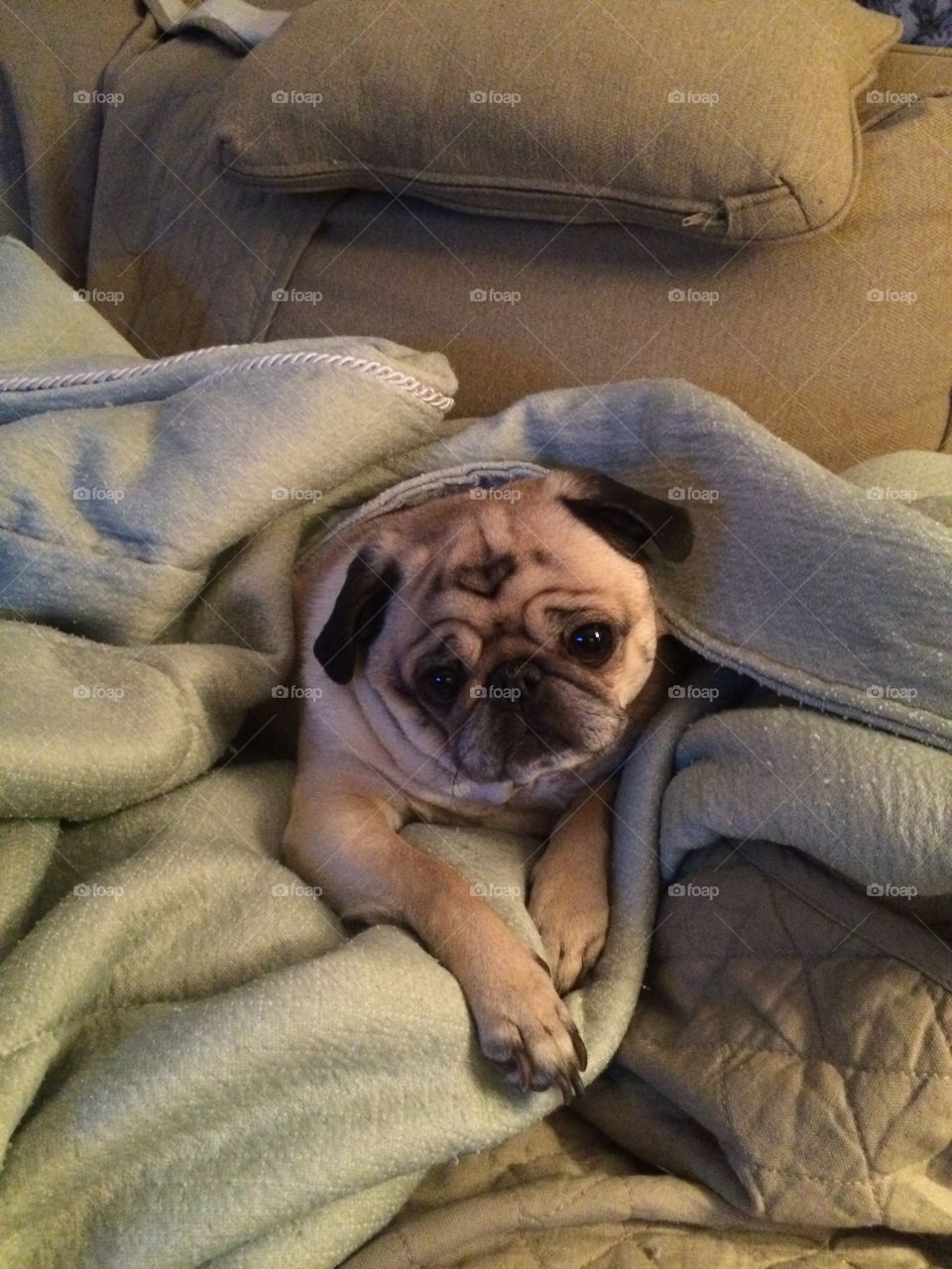 Pug dog in a blanket! 