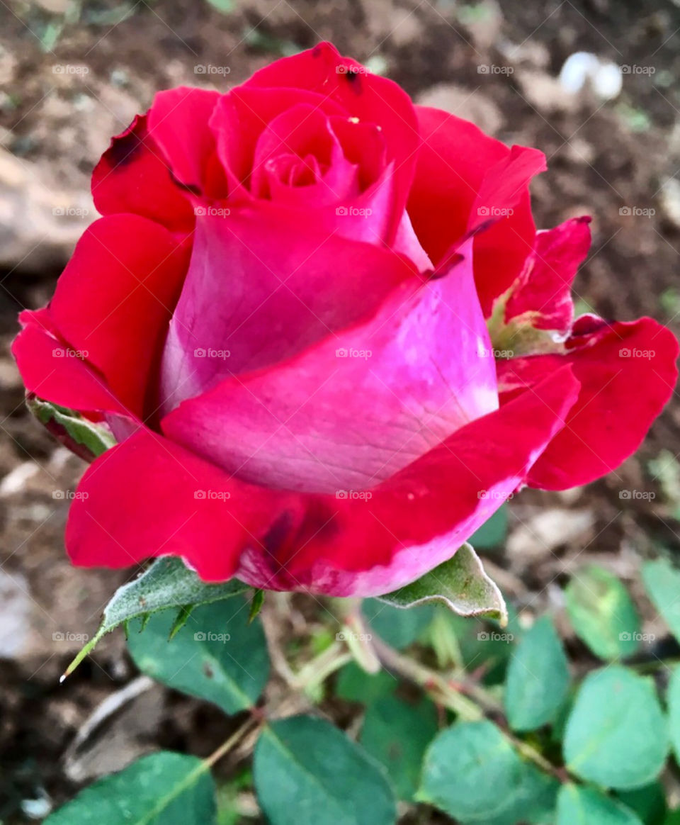 🌹 🇺🇸 Very beautiful flowers to brighten our day.  Live nature and its beauty. Did you like the delicate petals? / 🇧🇷 Flores muito bonitas para alegrar nosso dia. Viva a natureza e sua beleza. Gostaram das pétalas delicadas? 
