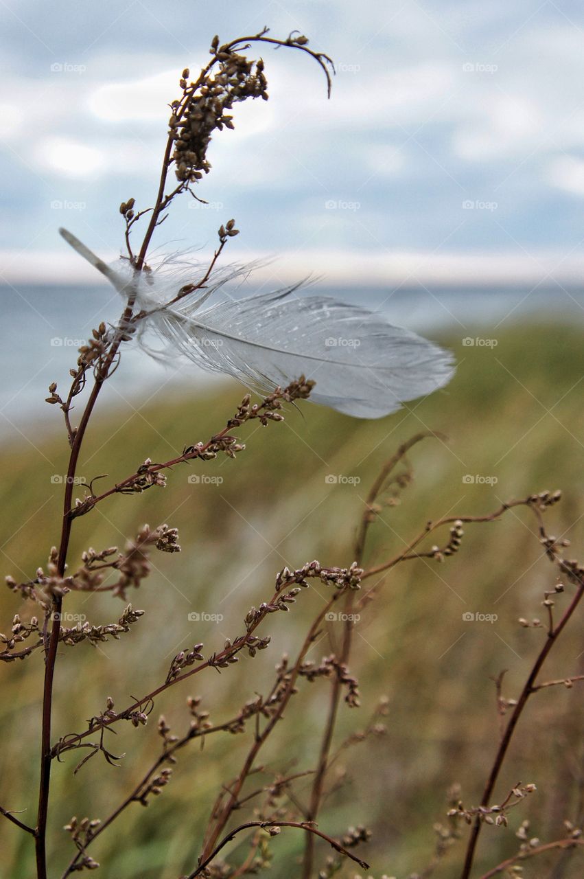 Close-up of a feather in plant